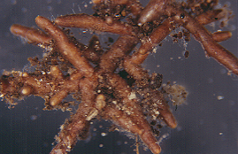 Ectomycorrhizae fromed by Tomentella spp.
