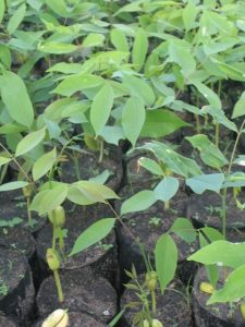 Plants de Afzelia africana inoculé avec Tomentella africana avant leur plantation en milieu réel
