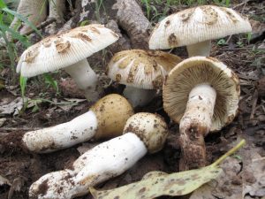 Russula oleifera, one common edible EcM mushroom in Soudanian woodlands (© NS Yorou))